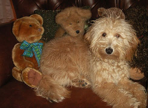 mini goldendoodle puppy. goldendoodle puppies for sale.