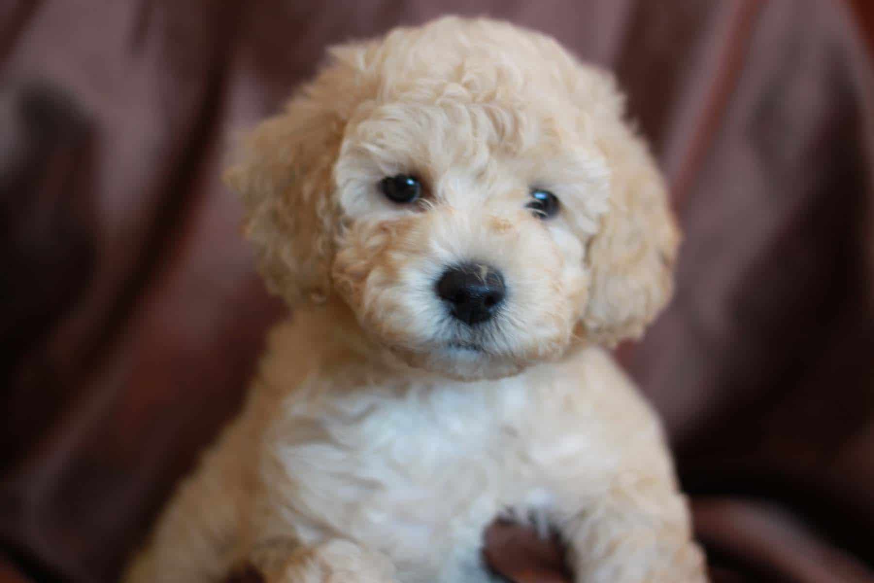 micro goldendoodle puppies for sale